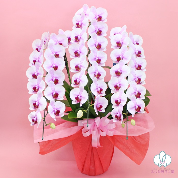 中輪胡蝶蘭「桜姫」デラックスタイプ 3本立ち(現在つぼみ多め)