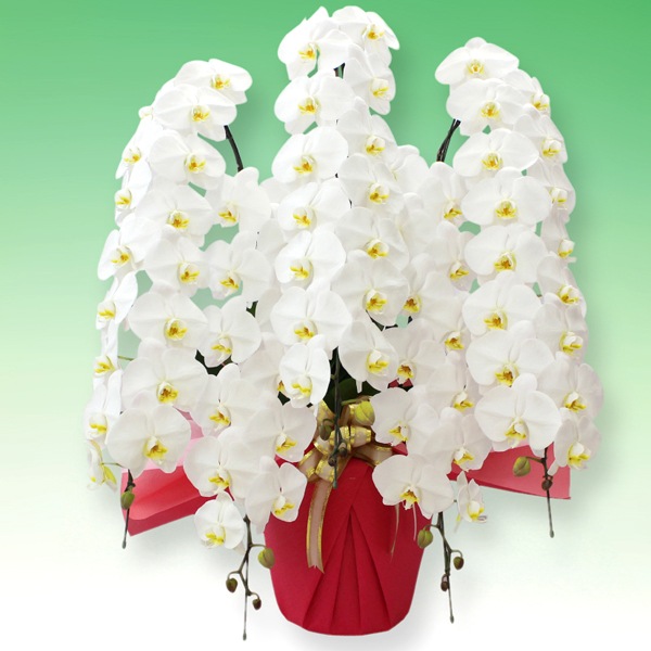 大輪胡蝶蘭「白」ラグジュアリークラス　5本立ち　70輪以上