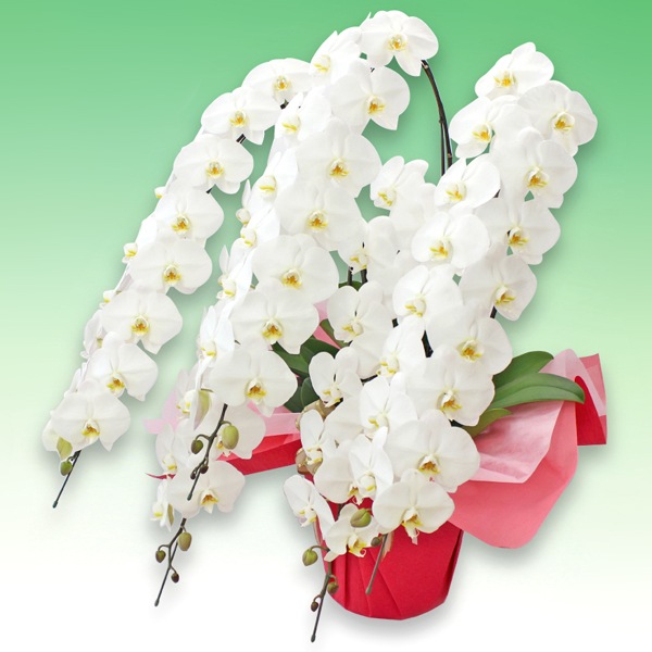 大輪胡蝶蘭「白」ラグジュアリークラス　5本立ち　70輪以上