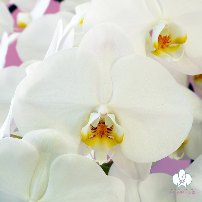 大輪胡蝶蘭「白」ラグジュアリークラス　5本立ち　70輪以上