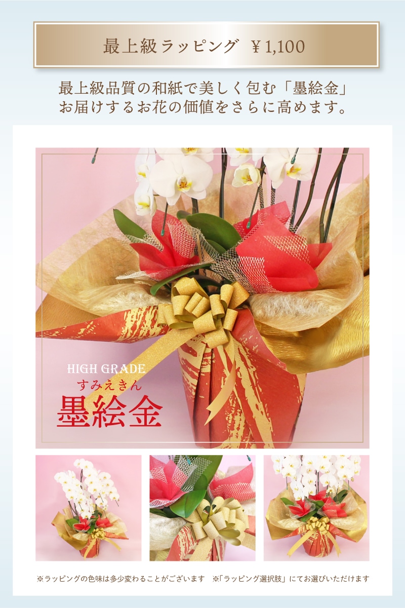 中大輪系スポット胡蝶蘭「 雅 -MIYABI-」 デラックスタイプ 3本立ち