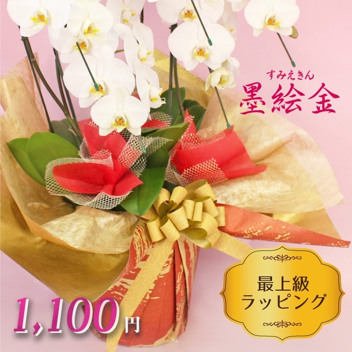 大輪胡蝶蘭「イエロー」プレミアムクラス　3本立ち　33輪以上