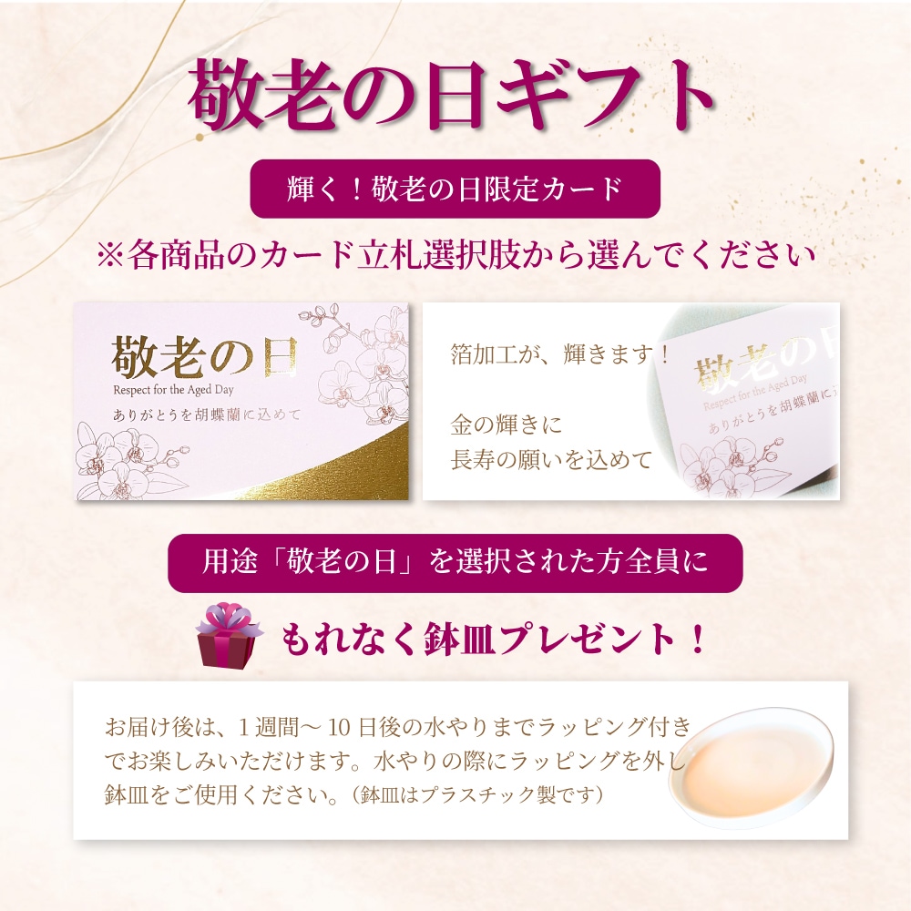 大輪胡蝶蘭「イエロー」プレミアムクラス 黄色 3本立ち 33輪以上(現在つぼみ多め)