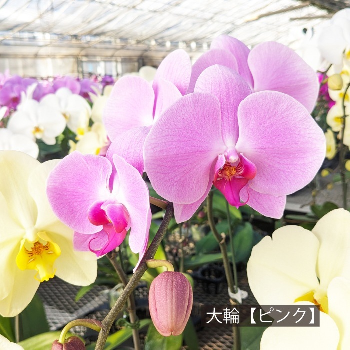 大輪ミックス「白ピンク白」 デラックスタイプ ３本立ち 38輪以上