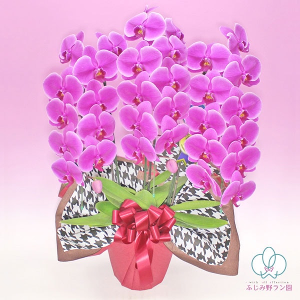 大輪胡蝶蘭「ワイン」ランクアップクラス　3本立ち　30輪以上