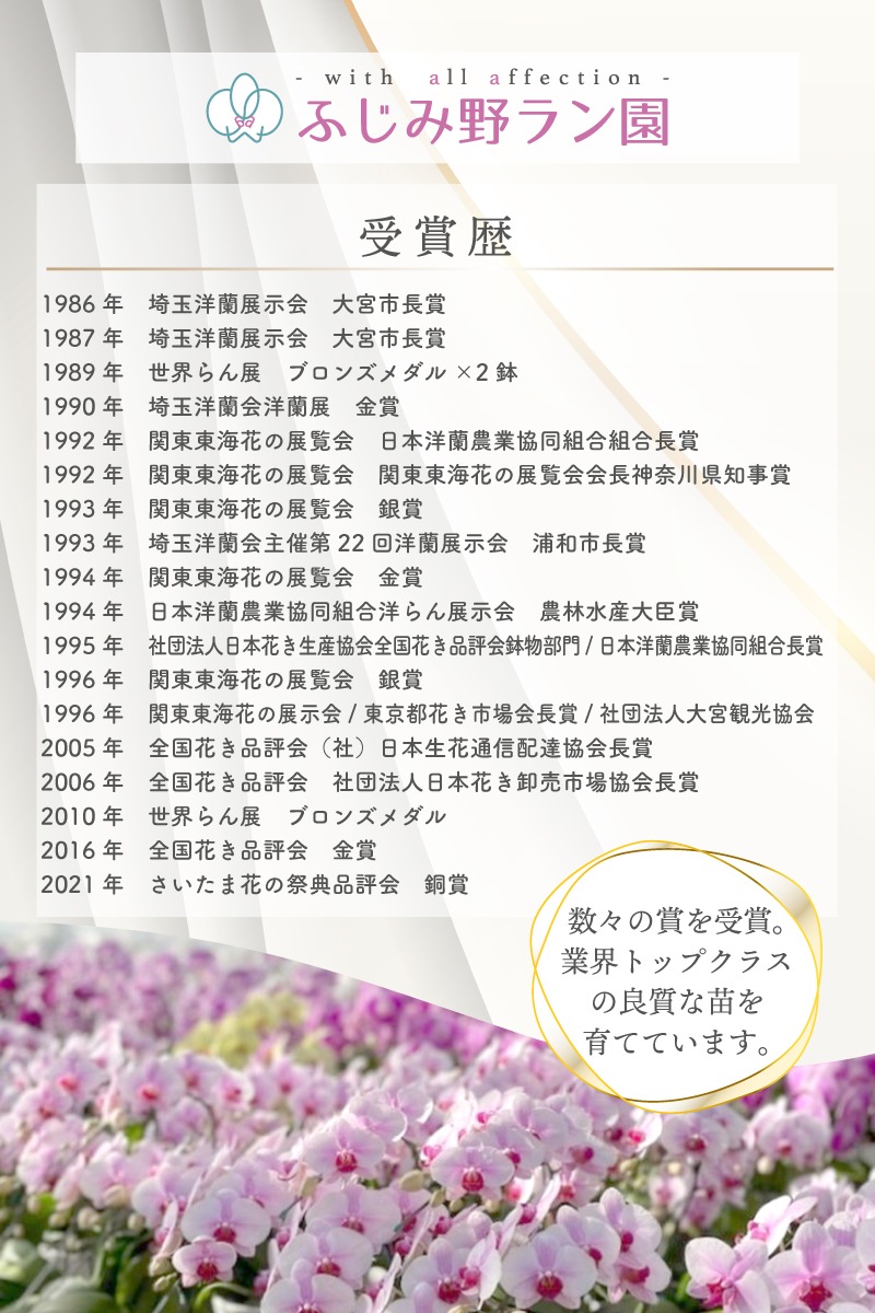 大輪ミックス「ピンク白ピンク」 デラックスタイプ ３本立ち 38輪以上（現在つぼみ多め）