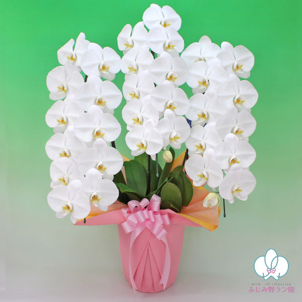 大輪胡蝶蘭「白」プレミアムクラス　3本立ち　33輪以上
