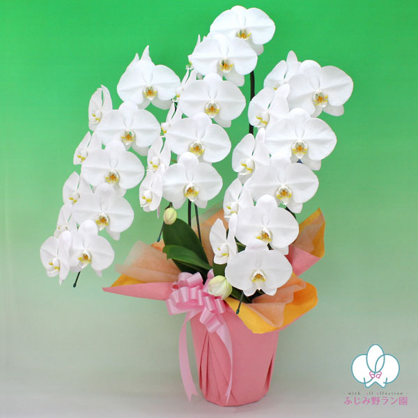 大輪胡蝶蘭「白」プレミアムクラス　3本立ち　33輪以上