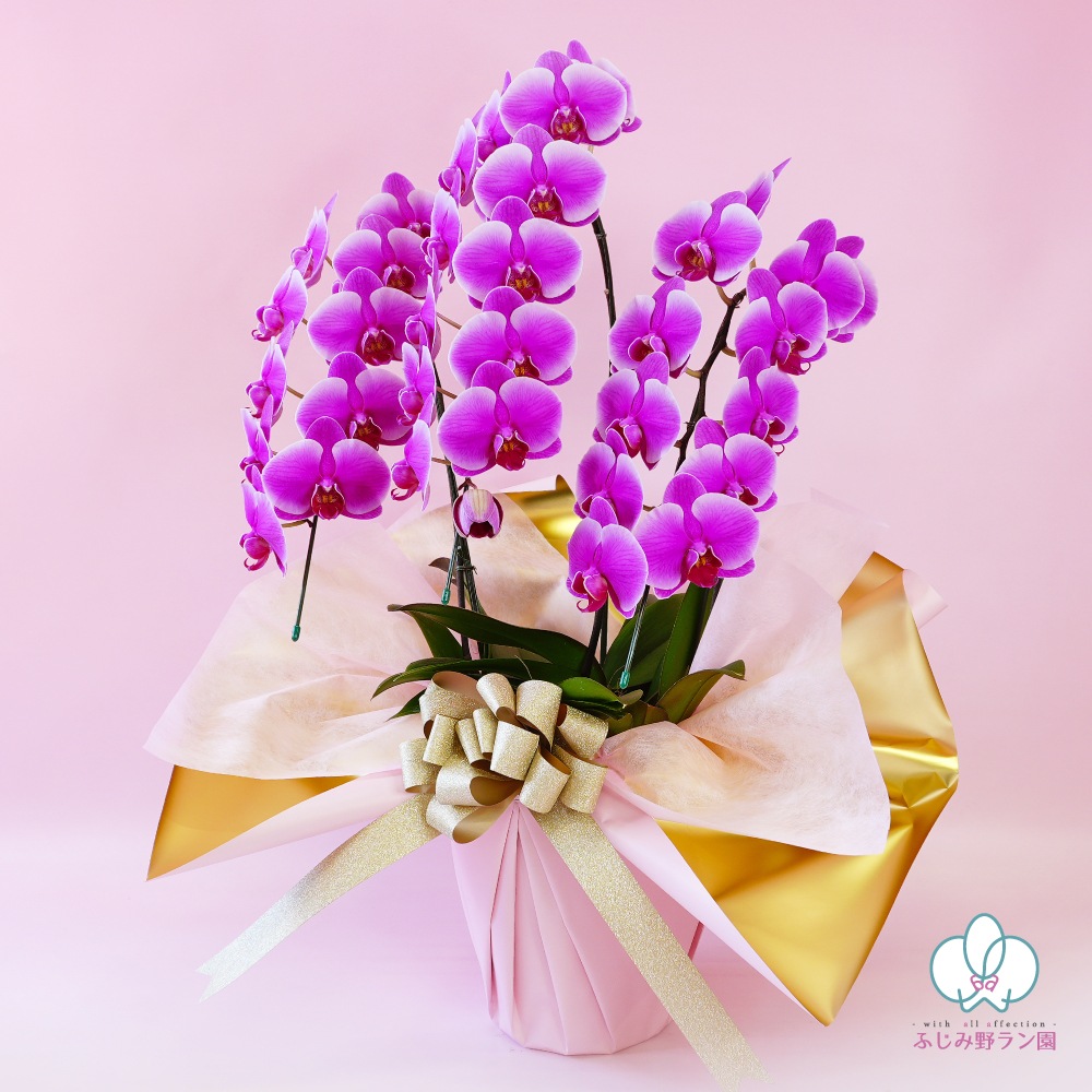 中輪胡蝶蘭「レッドマリリン」3本立ち