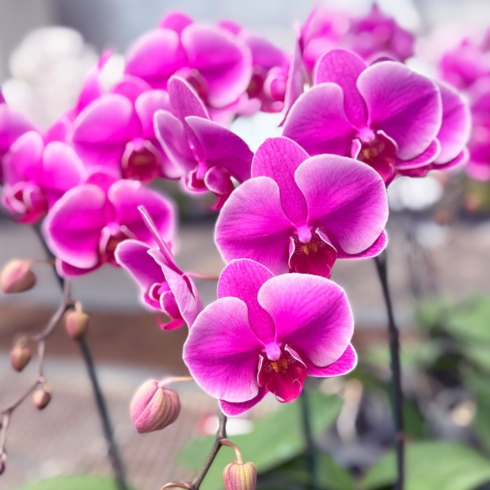 中輪胡蝶蘭「レッドマリリン」3本立ち