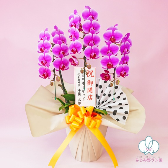 中輪胡蝶蘭「レッドマリリン」3本立ち