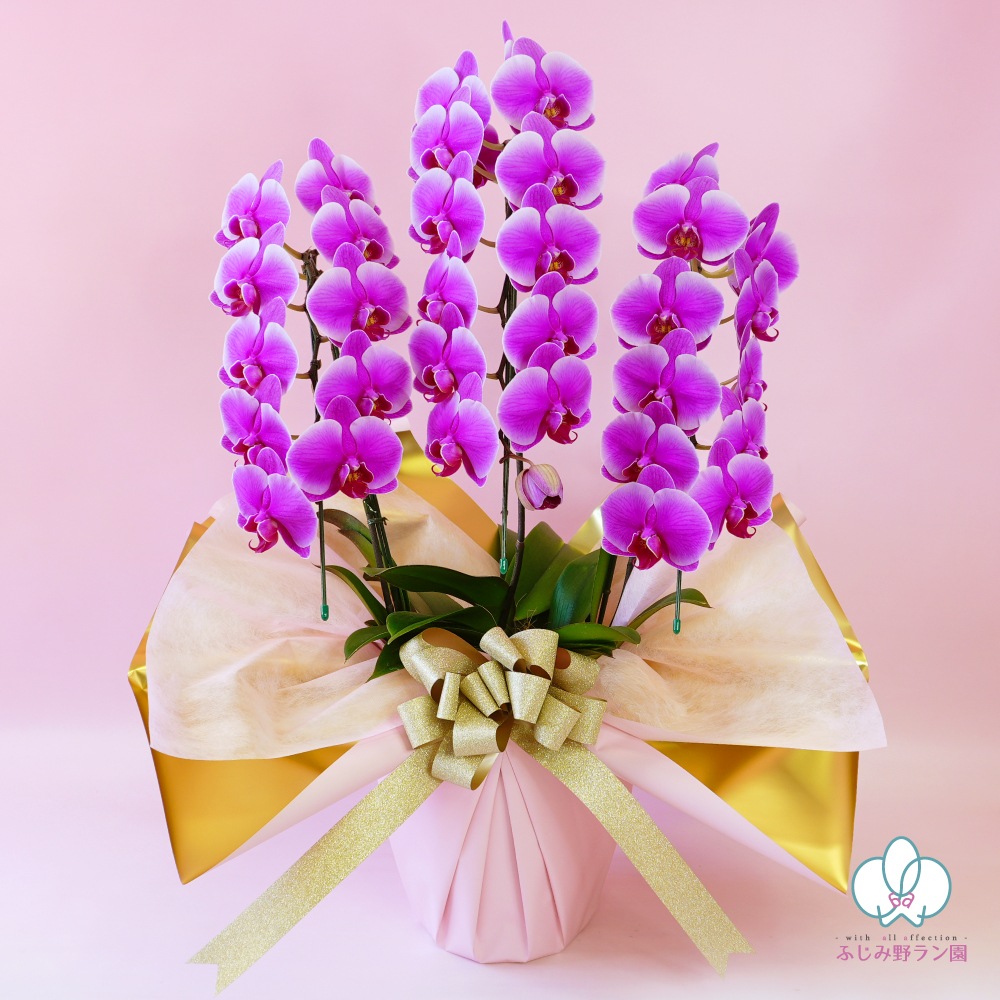 中輪胡蝶蘭「レッドマリリン」3本立ち