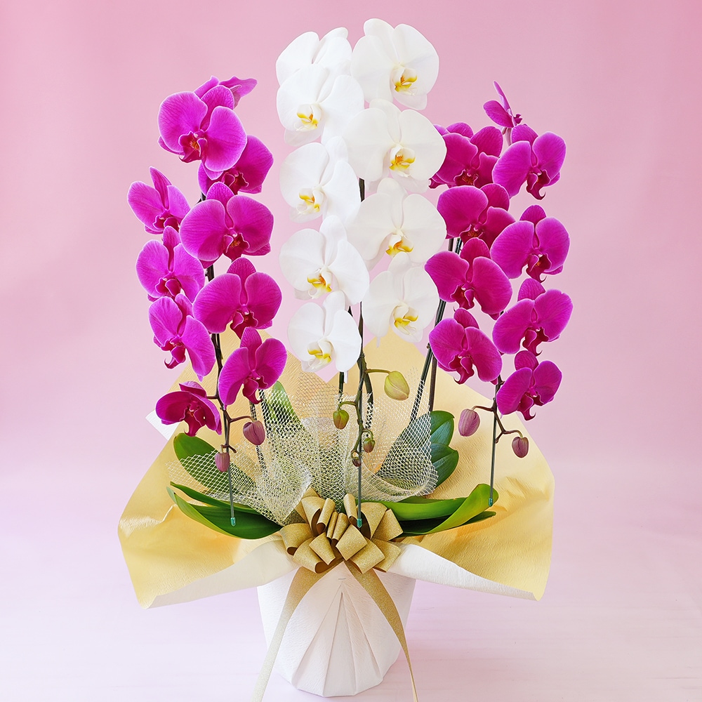 大輪ミックス「ピンク白ピンク」３本立ち 33輪以上（現在つぼみ多め）