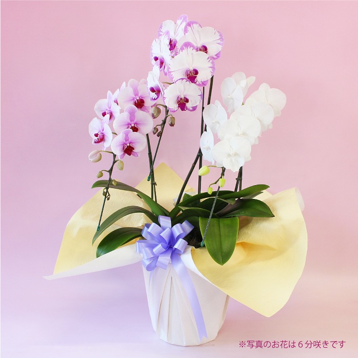 秋の特別仕立て-華やぎMIX 3本立ち- 【秋の特別商品】