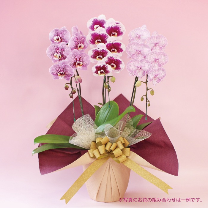 秋の特別仕立て-華やぎMIX 3本立ち- 【秋の特別商品】