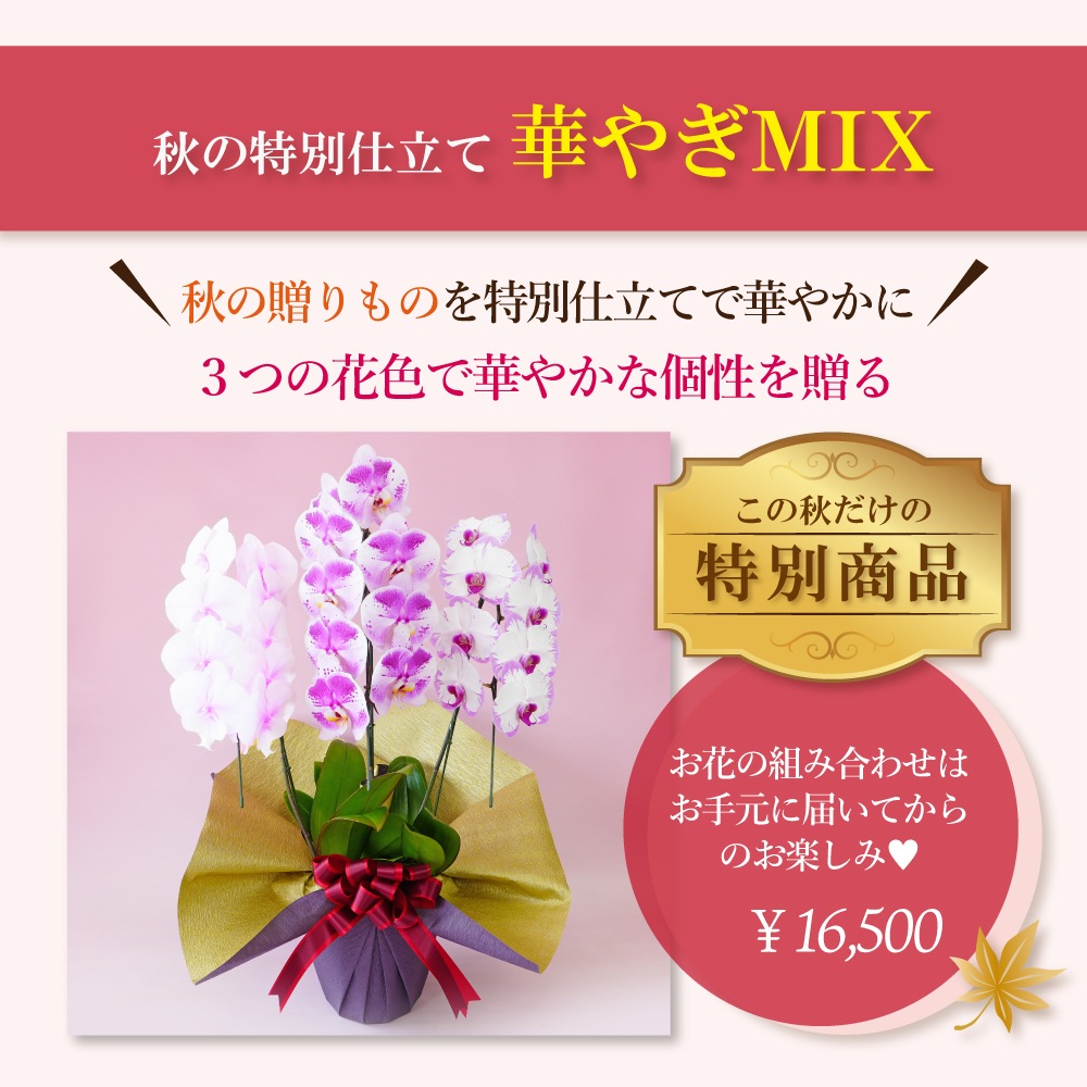 秋の特別仕立て-華やぎMIX 3本立ち- 【秋の特別商品】