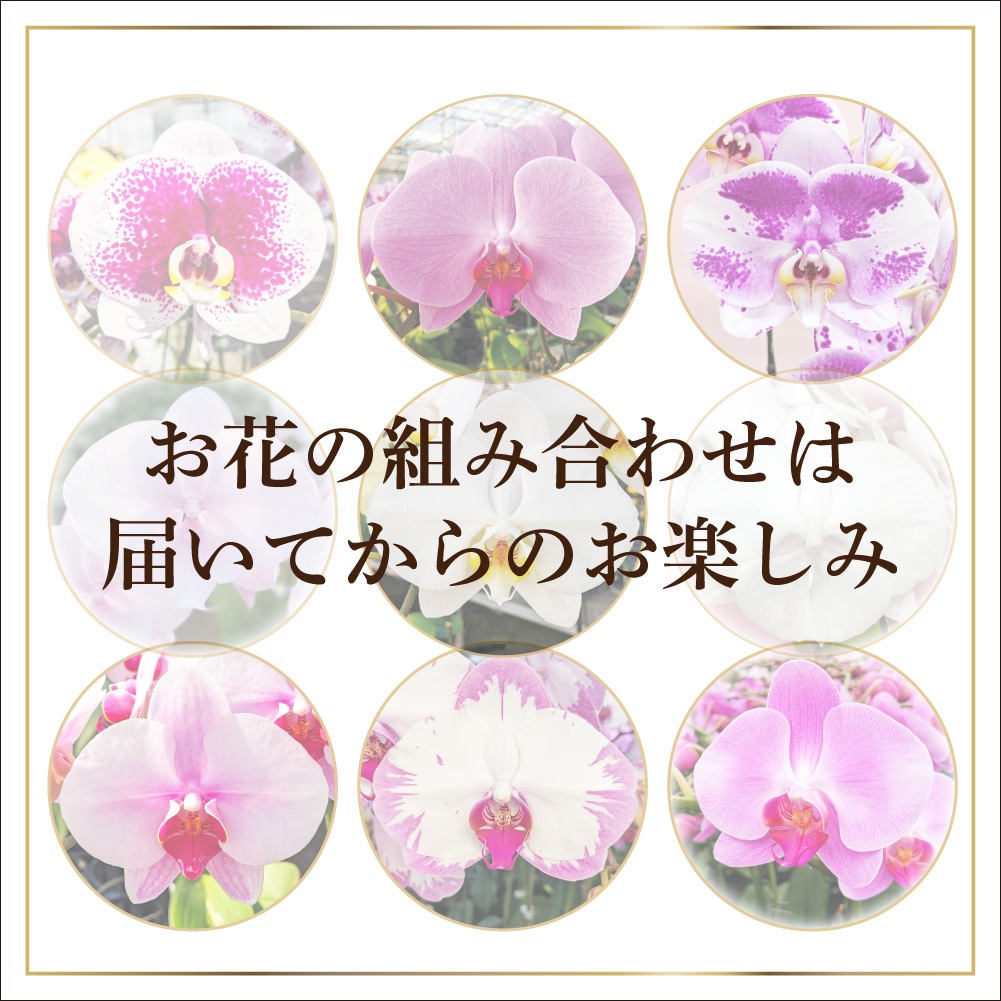 秋の特別仕立て-華やぎMIX 3本立ち- 【秋の特別商品】