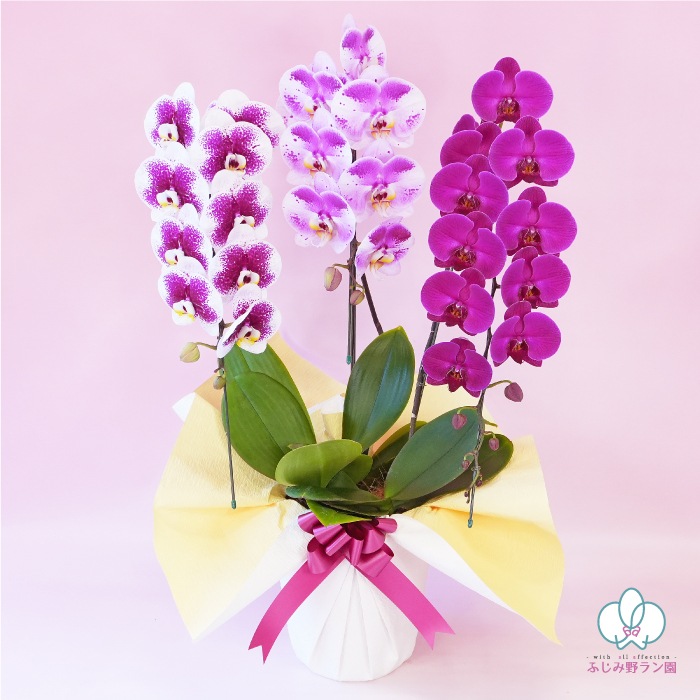 秋の特別仕立て-華やぎMIX 3本立ち- 【秋の特別商品】