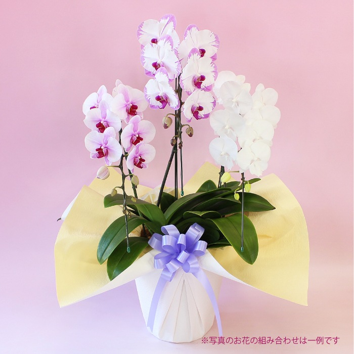 秋の特別仕立て-華やぎMIX 3本立ち- 【秋の特別商品】