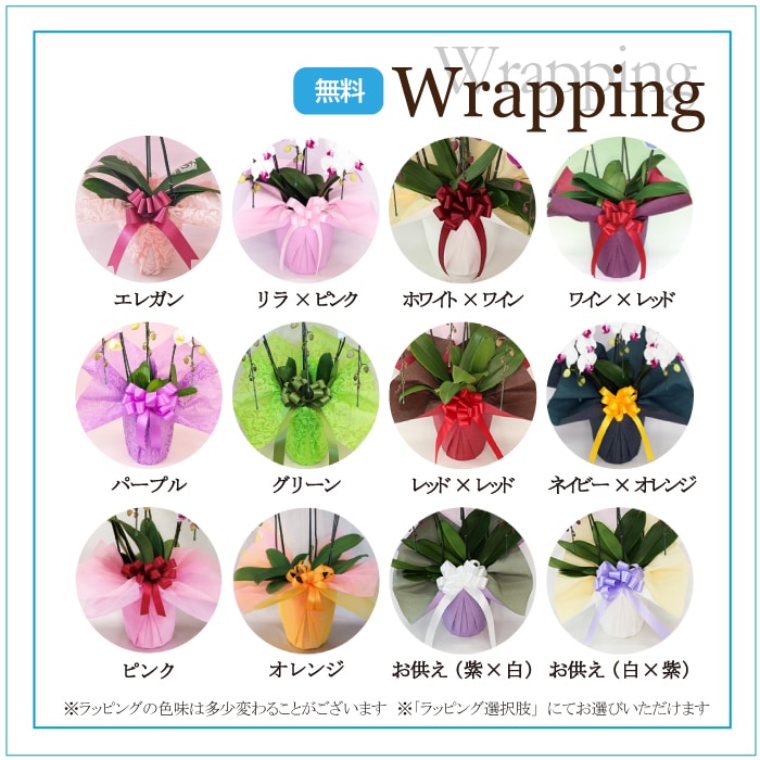 大輪胡蝶蘭「ピンクパンダ」2本立ち レア品種