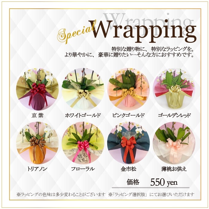 大輪胡蝶蘭「ピンクパンダ」2本立ち レア品種