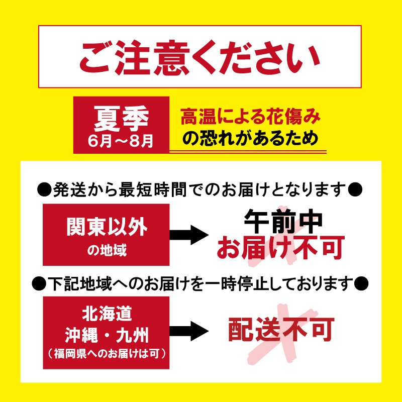 大輪胡蝶蘭「ピンクパンダ」2本立ち レア品種