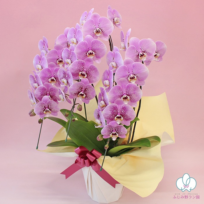 中大輪スポット胡蝶蘭「スパークワイン」3本立ち