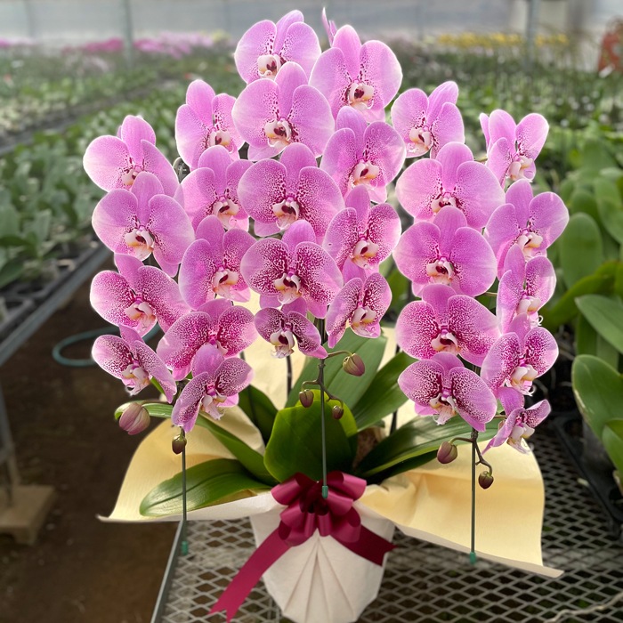 中大輪スポット胡蝶蘭「スパークワイン」3本立ち