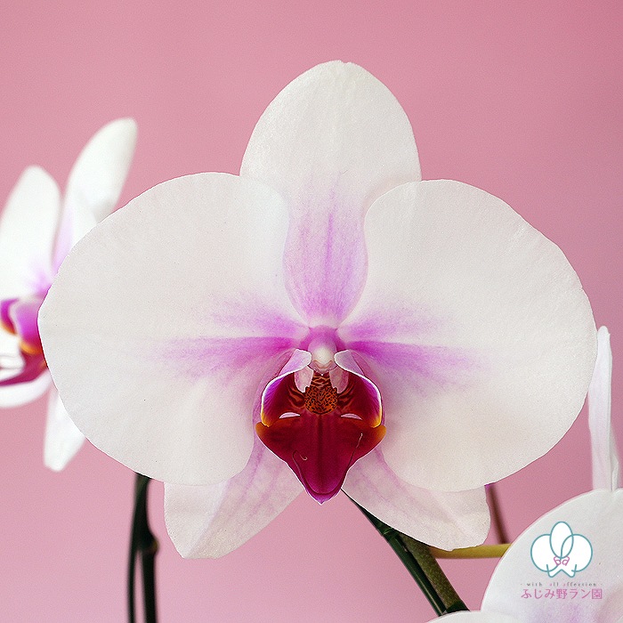 【夏季限定】大輪ミックス「白赤-ワイン-白赤」３本立ち 30輪以上（品種お任せ）