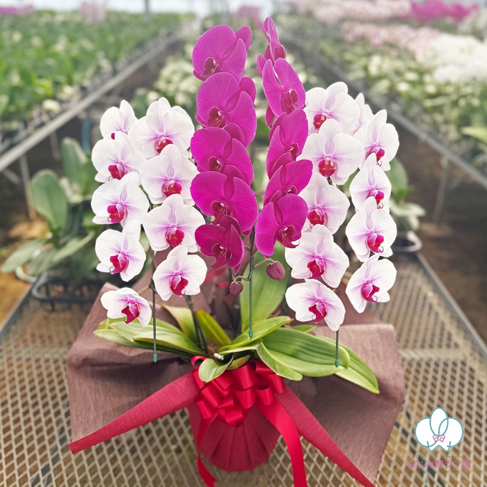 【夏季限定】大輪ミックス「白赤-ワイン-白赤」３本立ち 30輪以上（品種お任せ）