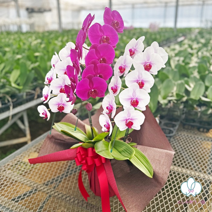 【夏季限定】大輪ミックス「白赤-ワイン-白赤」３本立ち 30輪以上（品種お任せ）