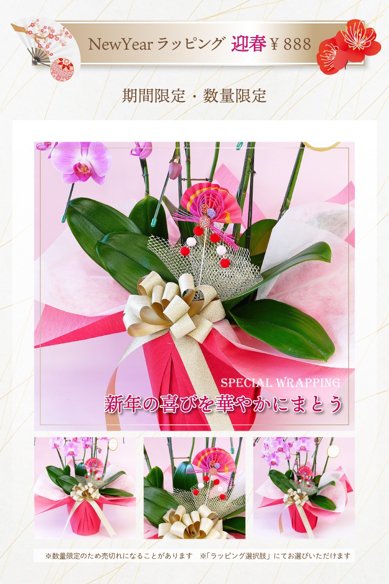 【夏季限定】大輪ミックス「白赤-ワイン-白赤」３本立ち 30輪以上（品種お任せ）