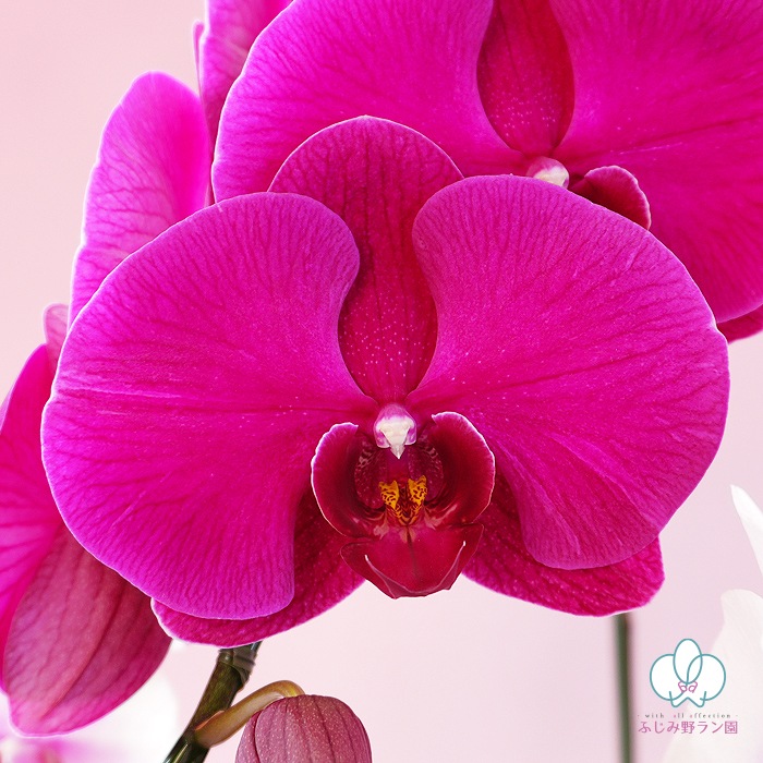 【夏季限定】大輪ミックス「白赤-ワイン-白赤」３本立ち 30輪以上（品種お任せ）