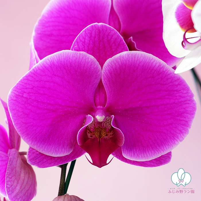 【夏季限定】大輪ミックス「白赤-ワイン-白赤」３本立ち 30輪以上（品種お任せ）