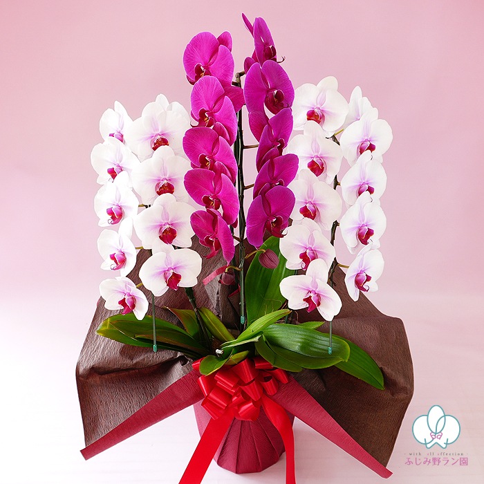 【夏季限定】大輪ミックス「白赤-ワイン-白赤」３本立ち 30輪以上（品種お任せ）