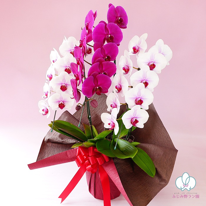 【夏季限定】大輪ミックス「白赤-ワイン-白赤」３本立ち 30輪以上（品種お任せ）