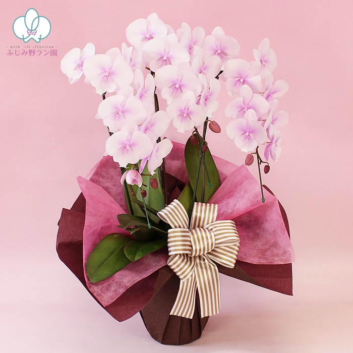 中大輪系胡蝶蘭「スプリングフェアリー」3本立ち