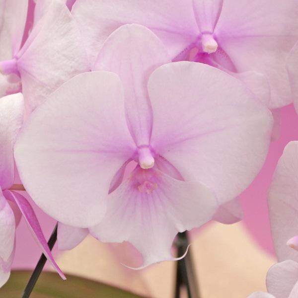 中大輪系胡蝶蘭「スプリングフェアリー」3本立ち