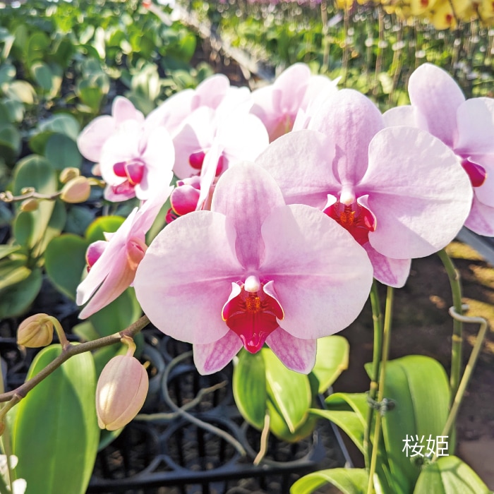 花咲く楽しみを贈る-育てる蘭-【秋の特別商品】