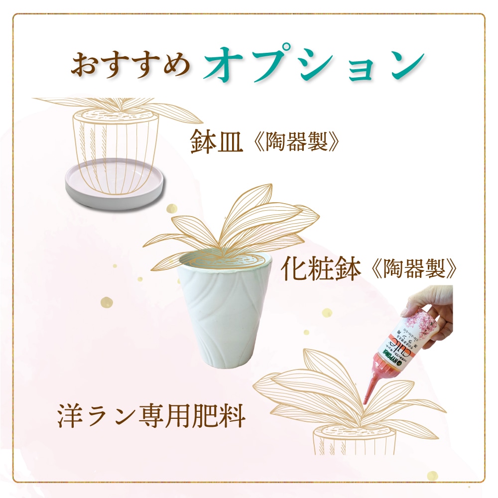 花咲く楽しみを贈る-育てる蘭-【秋の特別商品】