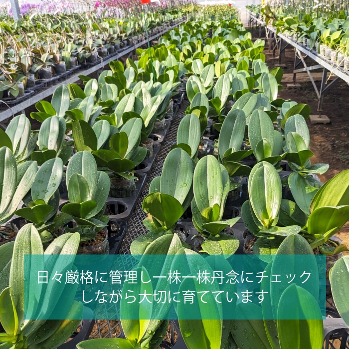 花咲く楽しみを贈る-育てる蘭-【秋の特別商品】