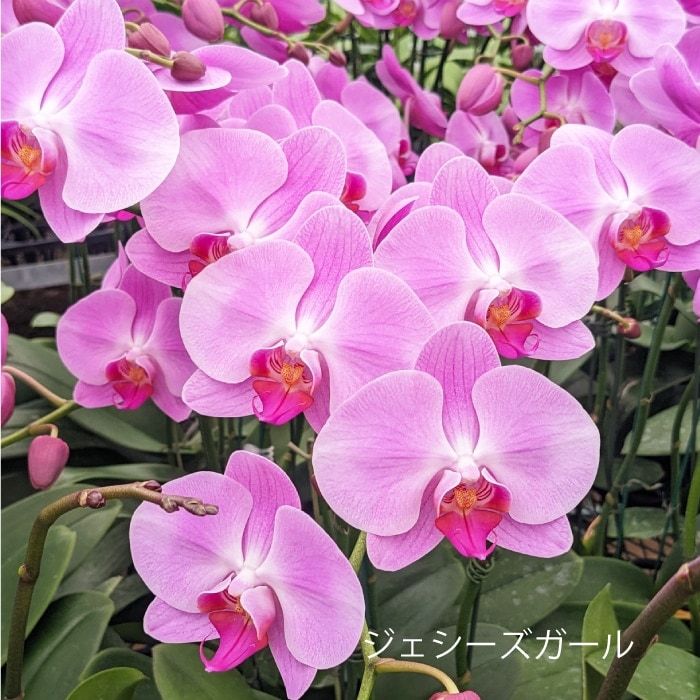 花咲く楽しみを贈る-育てる蘭-【秋の特別商品】