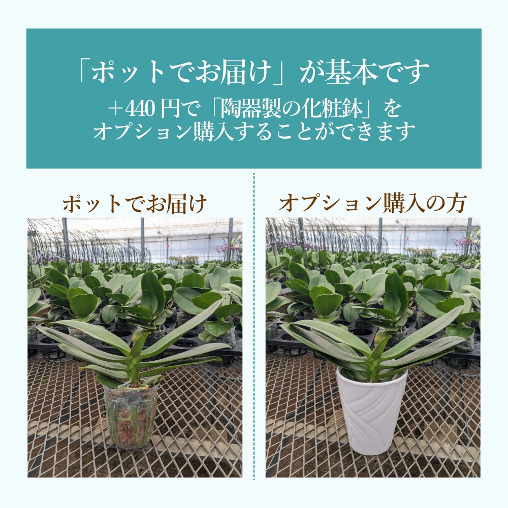花咲く楽しみを贈る-育てる蘭-【秋の特別商品】