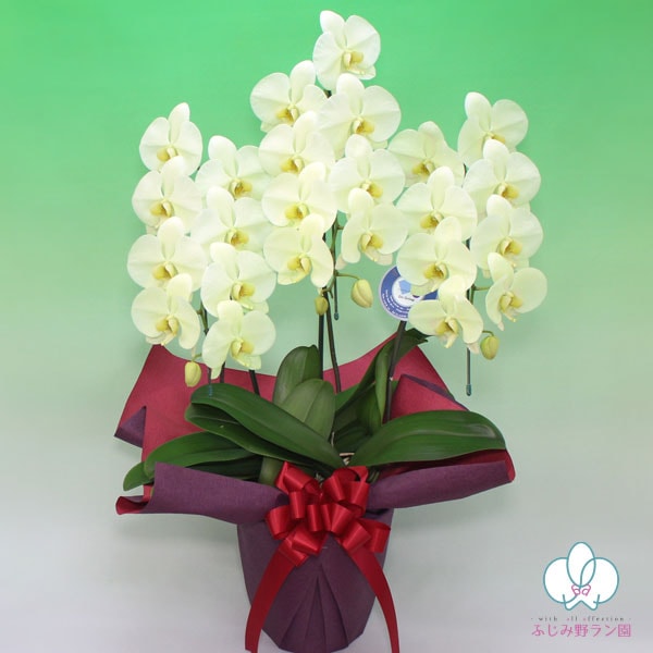 大輪胡蝶蘭「イエロー」バリュークラス　3本立ち　24輪以上