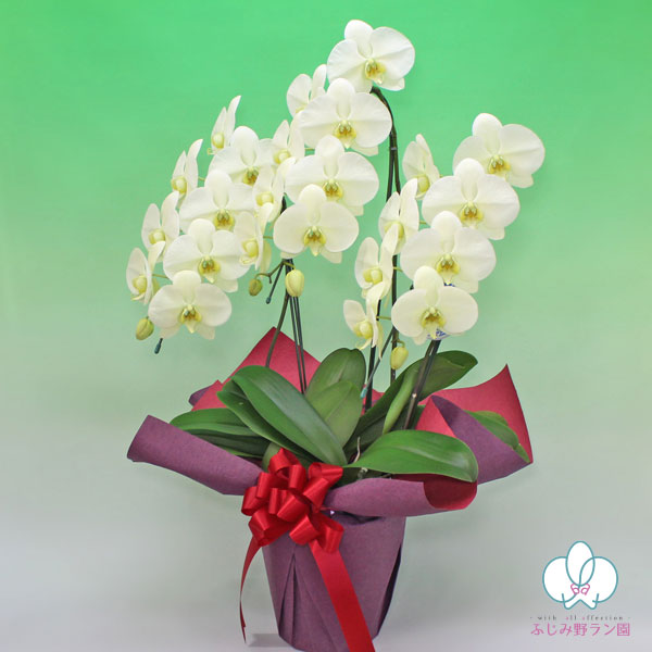 大輪胡蝶蘭「イエロー」バリュークラス　3本立ち　24輪以上