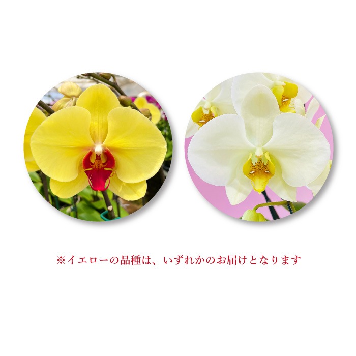 大輪胡蝶蘭「イエロー」バリュークラス　3本立ち　24輪以上