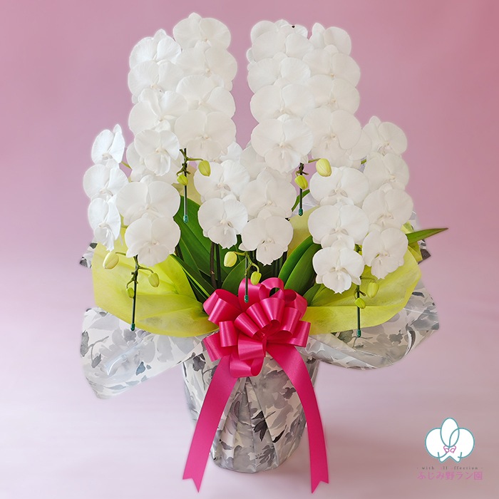 中輪胡蝶蘭「マダムホワイト」5本立ち