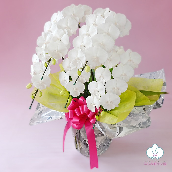 中輪胡蝶蘭「マダムホワイト」5本立ち