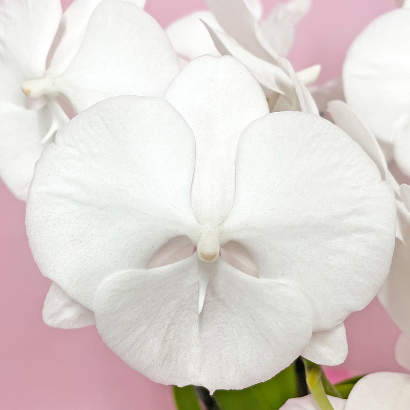 中輪胡蝶蘭「マダムホワイト」5本立ち