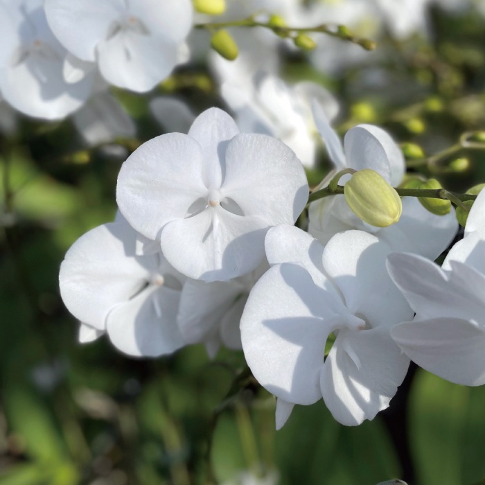 中輪胡蝶蘭「マダムホワイト」5本立ち